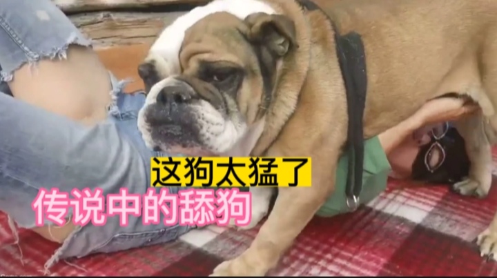 传说中的舔狗，这狗也太猛了吧